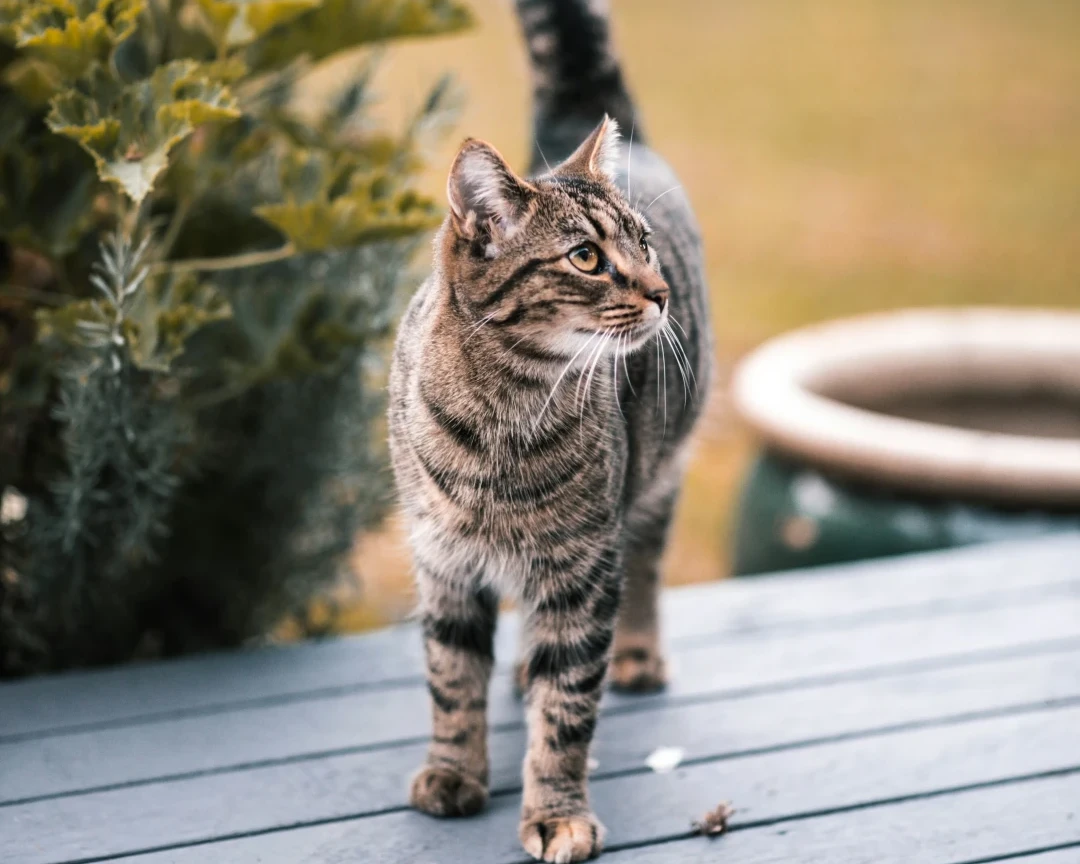 Pet Photo Background Remover